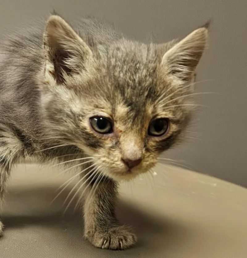 A baby small-sized male Domestic Short Hair cat named Michelangelo for adoption in Vineland, NJ