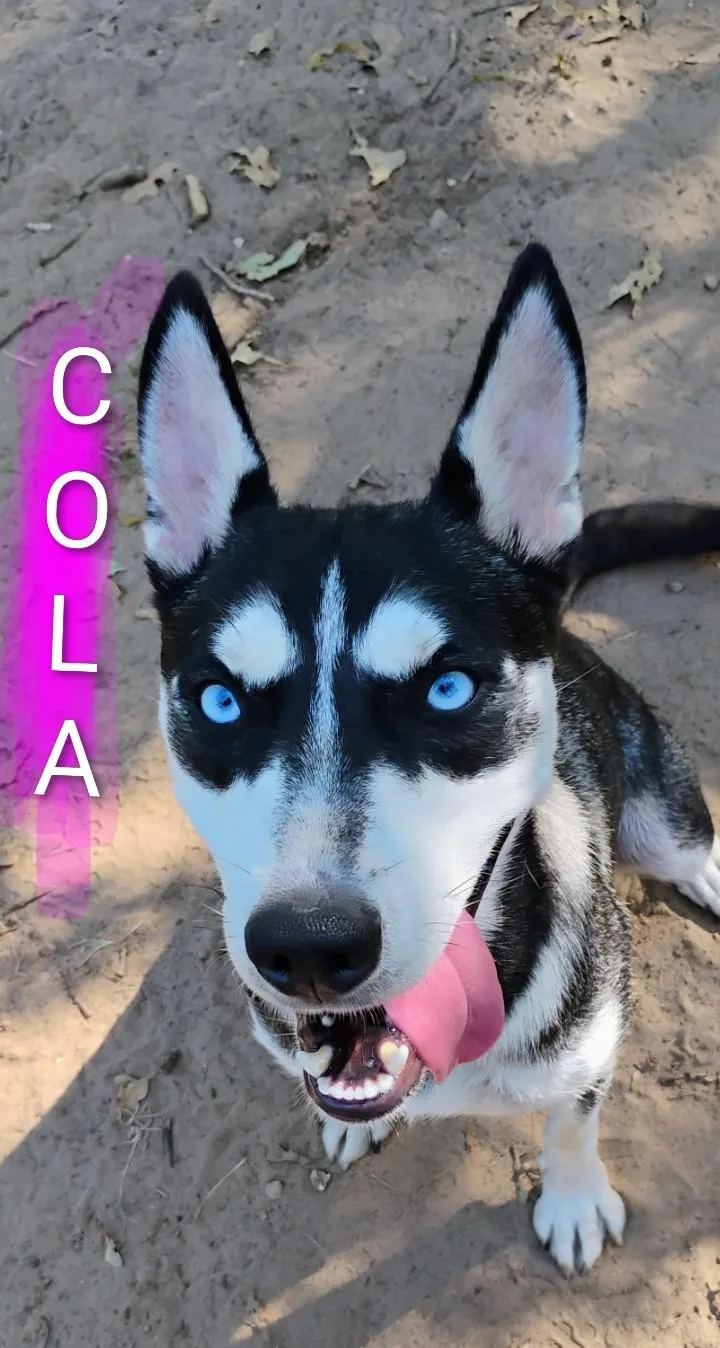 Cola