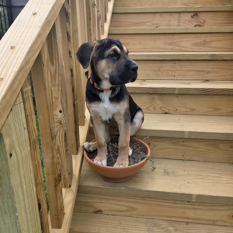 Rosco