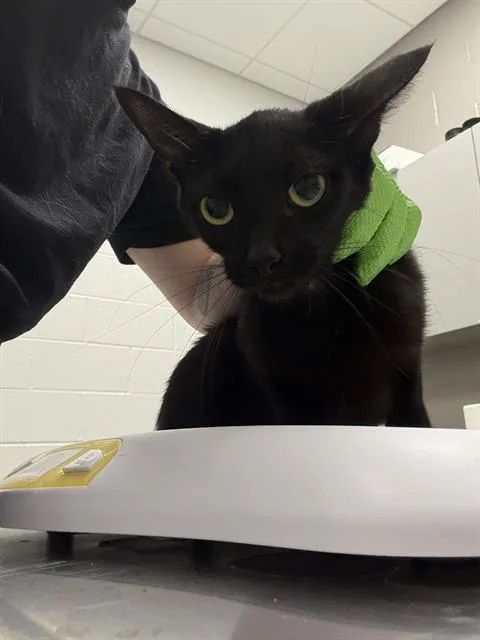 A young small-sized female Domestic Short Hair cat named Mar for adoption in Indianapolis, IN