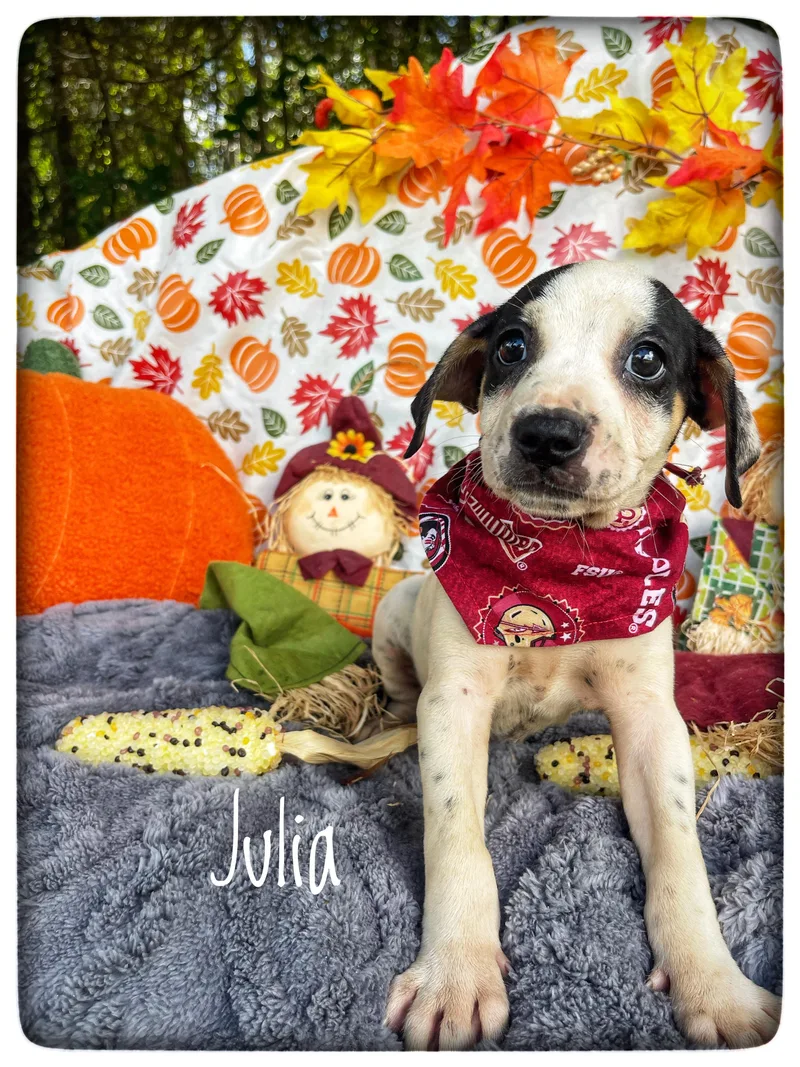 Julia thumbnail 3