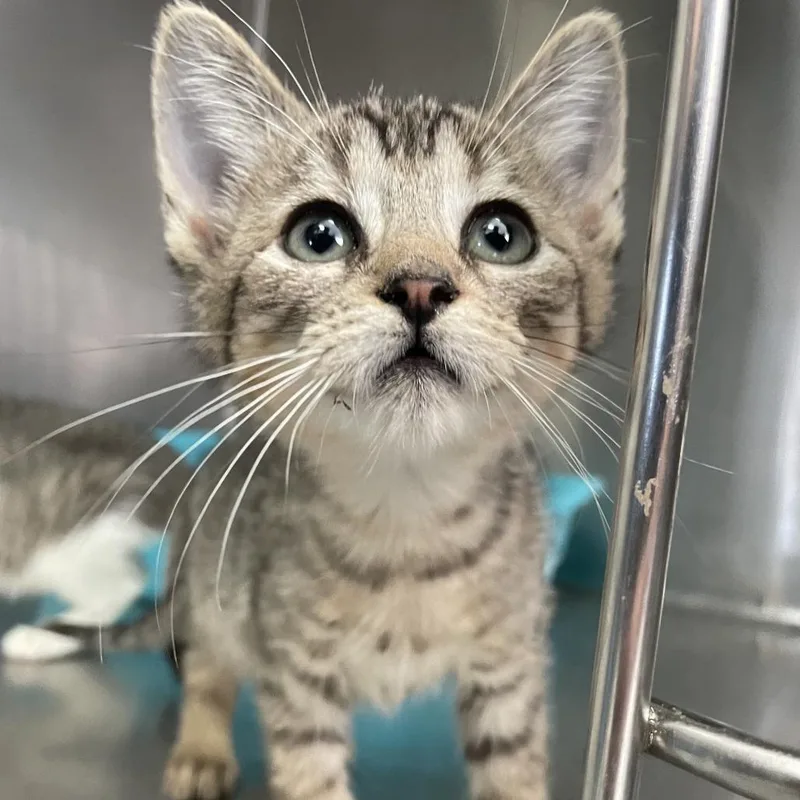 A baby large-sized female Brown / Chocolate Domestic Short Hair cat named Jumpin Jellyfish for adoption in Carencro, LA