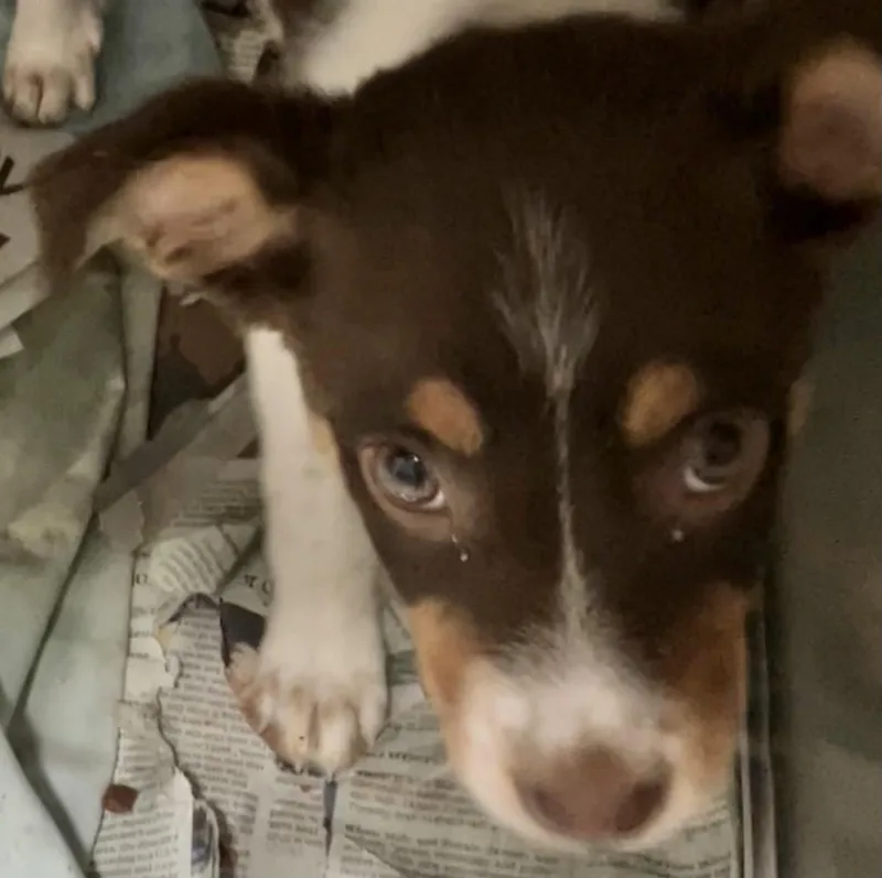A baby medium-sized female Australian Shepherd dog named Cora for adoption in Parma, OH