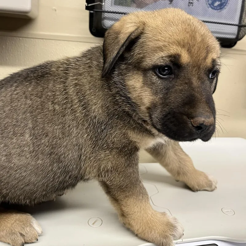 A baby small-sized female Brown / Chocolate Mixed Breed dog named Suki for adoption in Oxford, ME