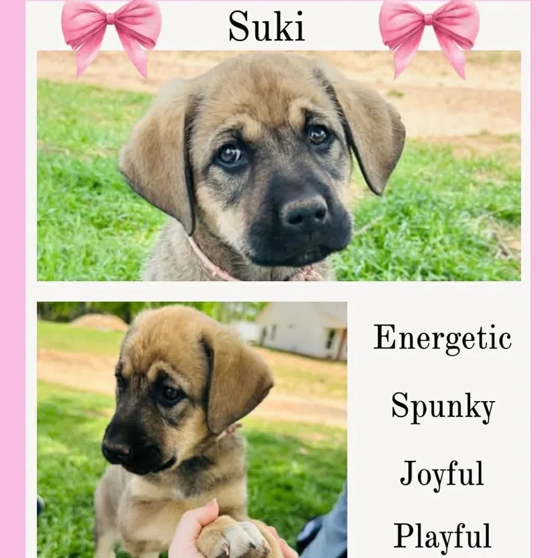 Suki thumbnail 2