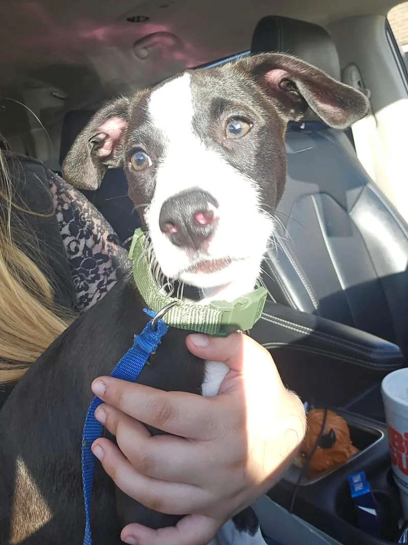 A baby small-sized male Mixed Breed dog named Duke for adoption in Davisburg, MI