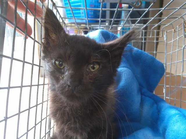 A baby small-sized male Domestic Short Hair cat named Milan for adoption in Chula Vista, CA