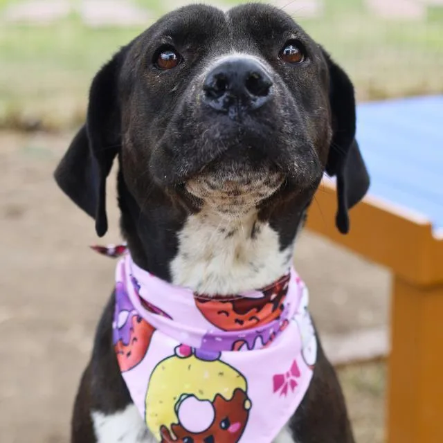 An adult large-sized female Mastiff dog named Paisley for adoption in San Antonio, TX