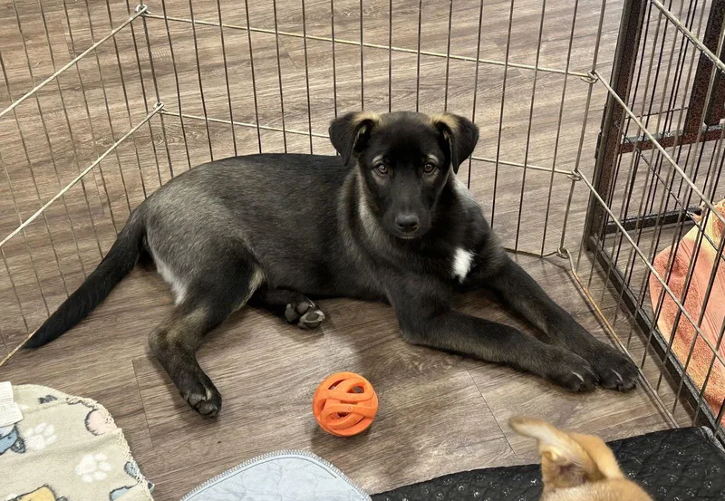 Scarlett thumbnail 2