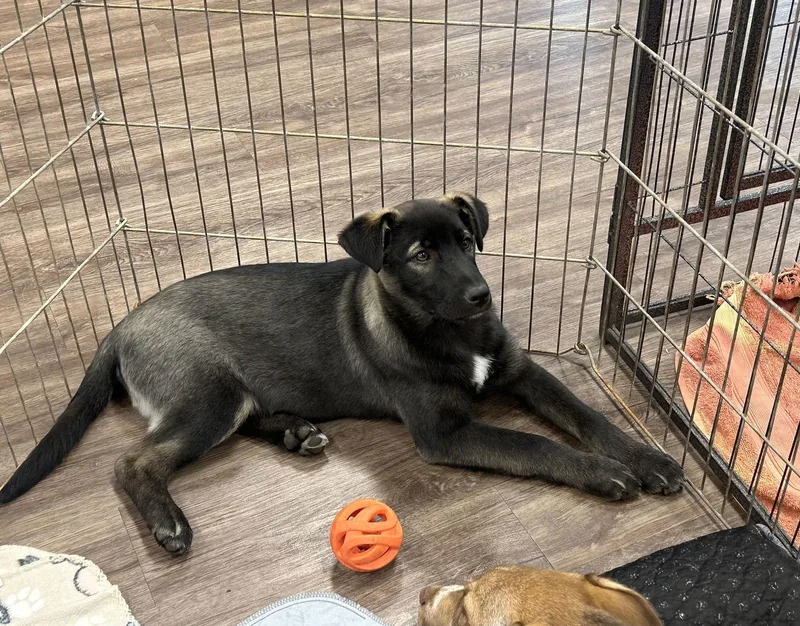 Scarlett thumbnail 3