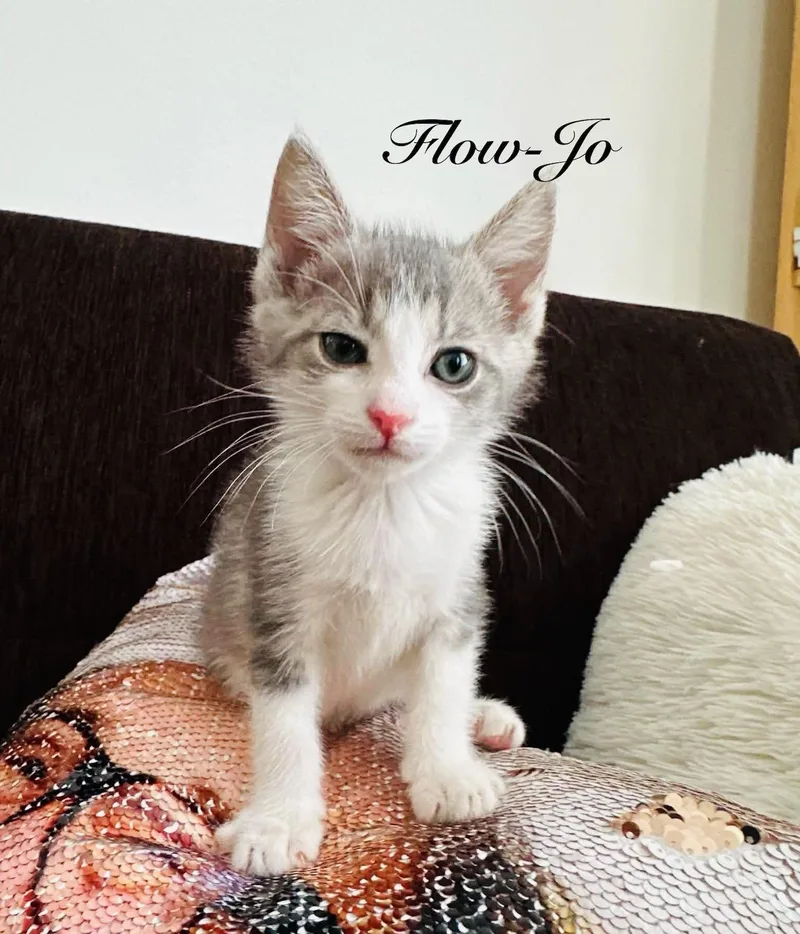 A baby small-sized female Lilac Point Snowshoe cat named Simone and Turia for adoption in Staten Island, NY