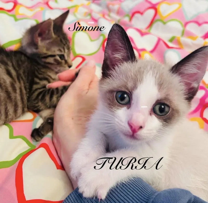 Simone and Turia thumbnail 6