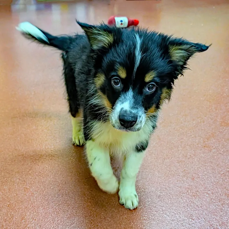 A baby medium-sized male Australian Shepherd dog named Bowie for adoption in Accident, MD