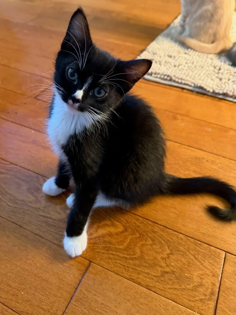 Onyx