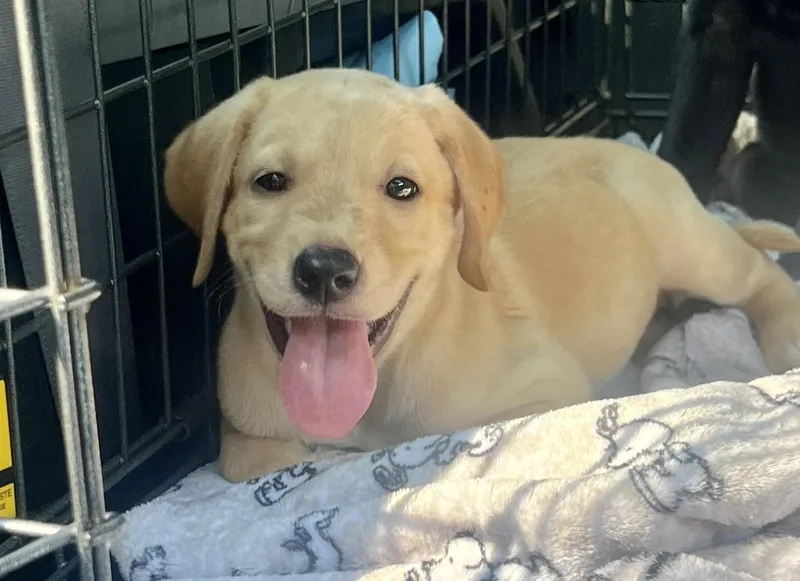 A baby medium-sized female Yellow / Tan / Blond / Fawn Mixed Breed dog named Sierra for adoption in Mt Pleasant, SC