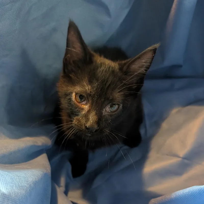 A baby small-sized male Black Domestic Short Hair cat named Ninja for adoption in Carmel, IN