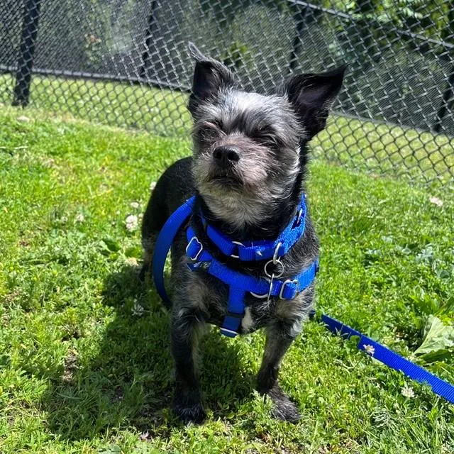 An adult small-sized male Chihuahua dog named Mackie for adoption in Boston, MA