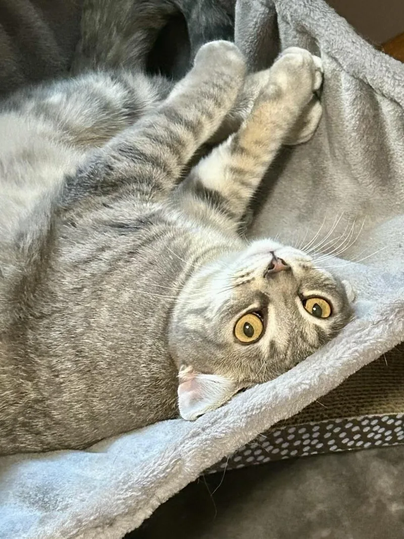 A young medium-sized female Tabby (Gray / Blue / Silver) Domestic Short Hair cat named Pebble for adoption in Decatur, IL
