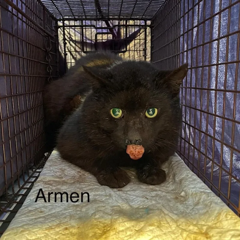 A senior large-sized male Black Domestic Short Hair cat named Armen for adoption in Los Angeles, CA