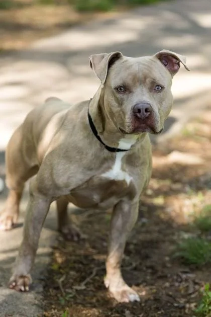 An adult large-sized male Mixed Breed dog named Herzog for adoption in West Chester, PA