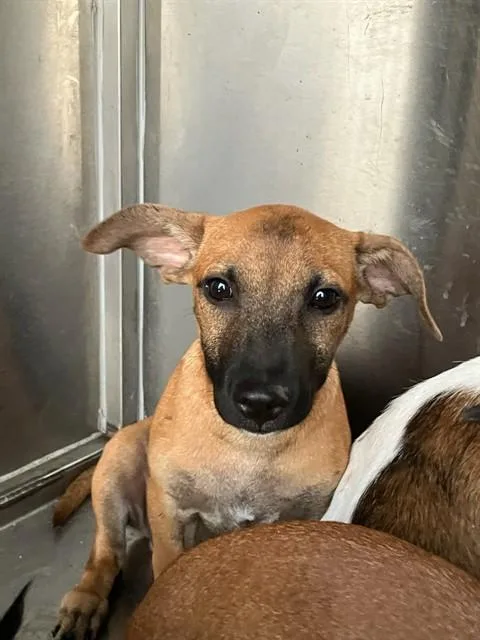 A baby small-sized male Mixed Breed dog named Beast Boy for adoption in Dallas, TX