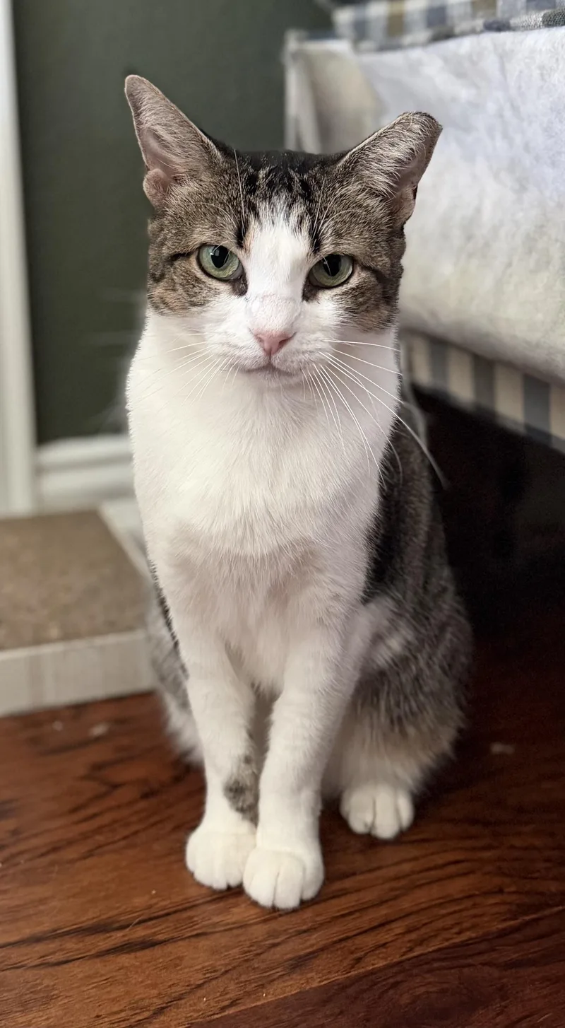 An adult medium-sized female Tabby cat named Margo for adoption in Keller, TX