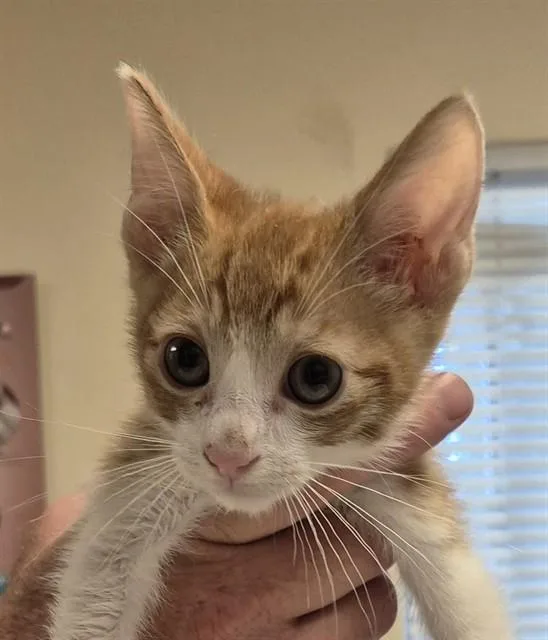 A baby small-sized male Domestic Short Hair cat named Lux for adoption in Lodi, CA