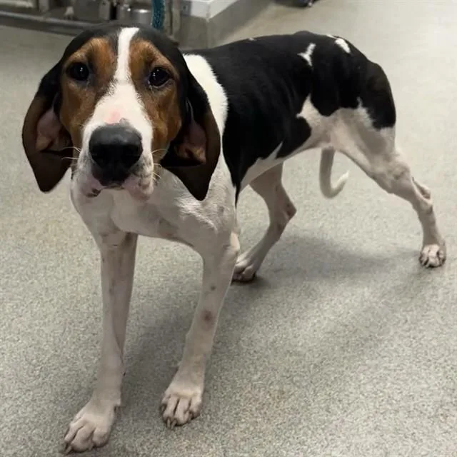 An adult medium-sized female Treeing Walker Coonhound dog named Mona for adoption in Huntsville, AL