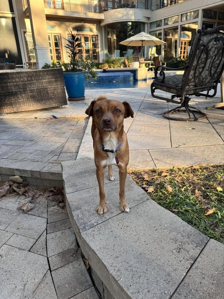 An adult small-sized female Red / Chestnut / Orange Dachshund dog named Scarlet for adoption in Richmond, TX