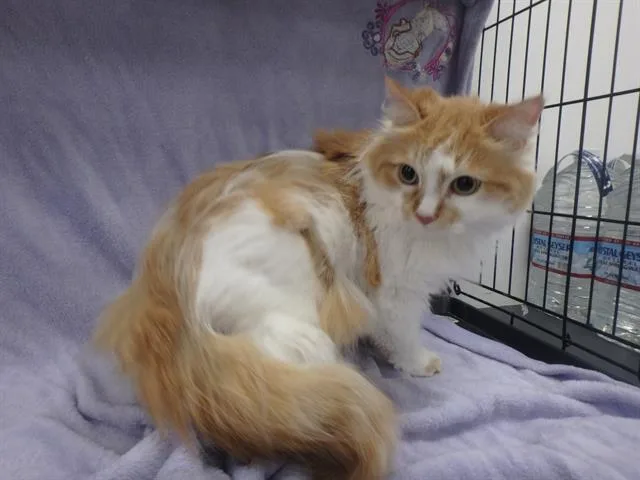 An adult large-sized female Domestic Long Hair cat named Peach for adoption in Van Nuys, CA