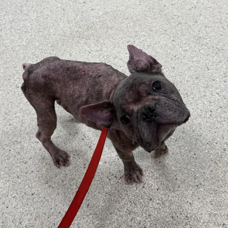 A senior small-sized male Brown / Chocolate Mixed Breed dog named Billy for adoption in Jacksonville, FL
