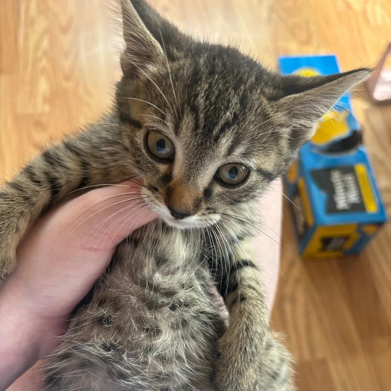 A baby small-sized male Brown / Chocolate Domestic Short Hair cat named Mickey for adoption in Rochester, MN