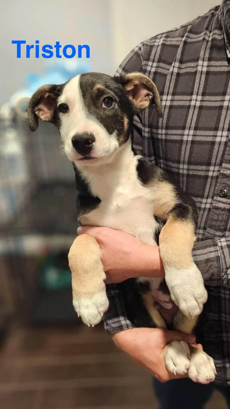 A baby medium-sized male Black Border Collie dog named Triston for adoption in Encino, CA