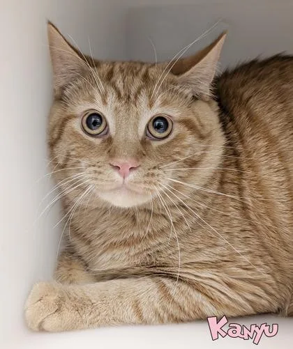 An adult large-sized male Domestic Short Hair cat named Kanyu for adoption in Mason, MI
