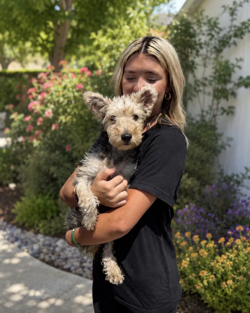 A young small-sized female Yorkshire Terrier dog named Osa for adoption in San Diego, CA