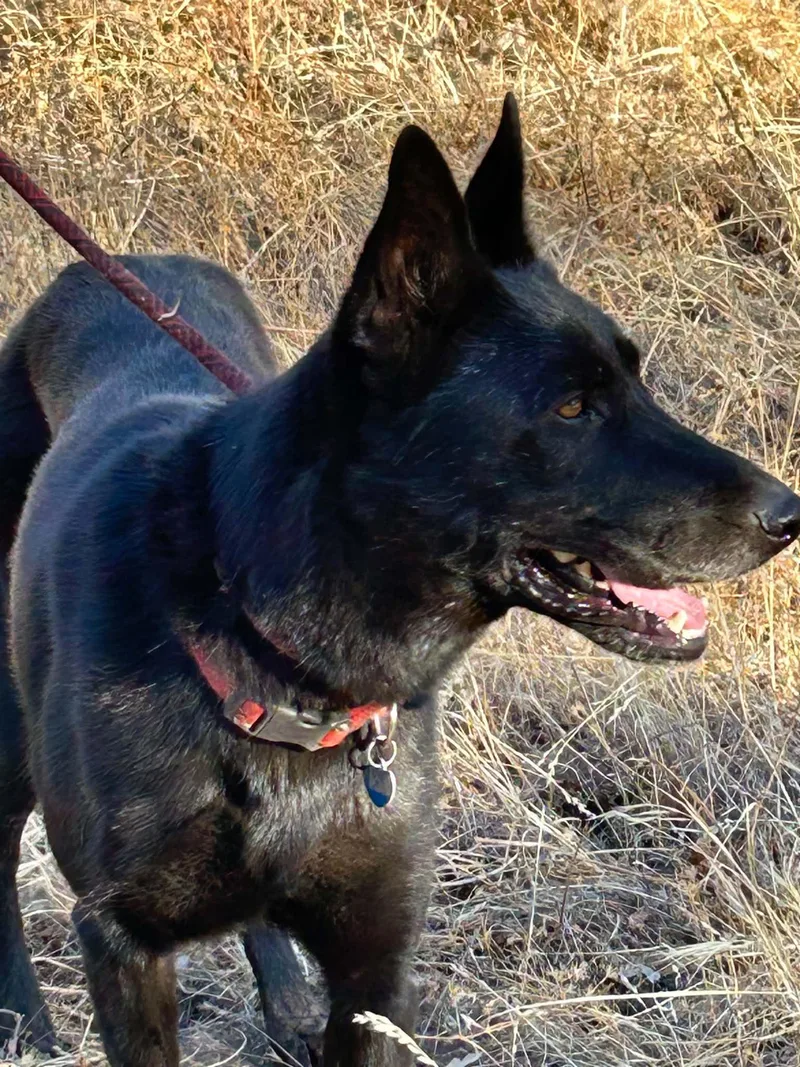 An adult large-sized female Black German Shepherd Dog dog named Scarlett Gorgeous Black German for adoption in Oakhurst, CA