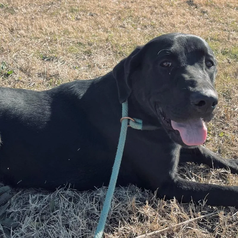 An adult large-sized male Black Mixed Breed dog named Marvin for adoption in Duncan, OK