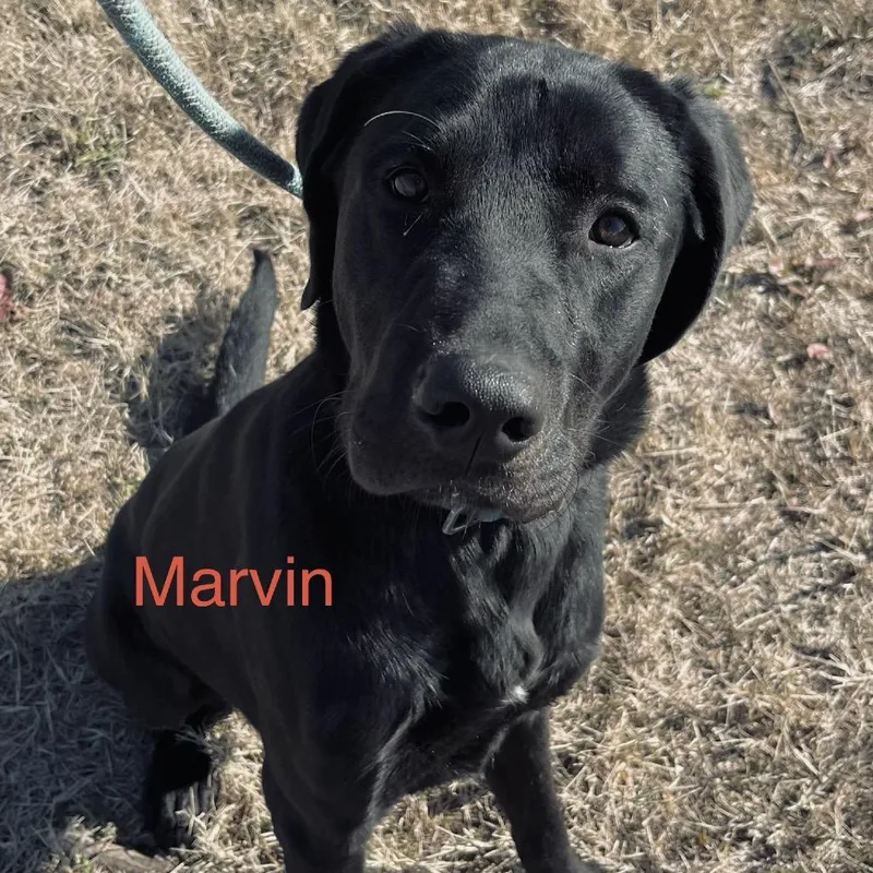 Marvin thumbnail 2