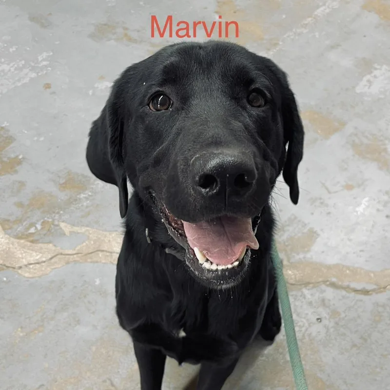 Marvin thumbnail 3