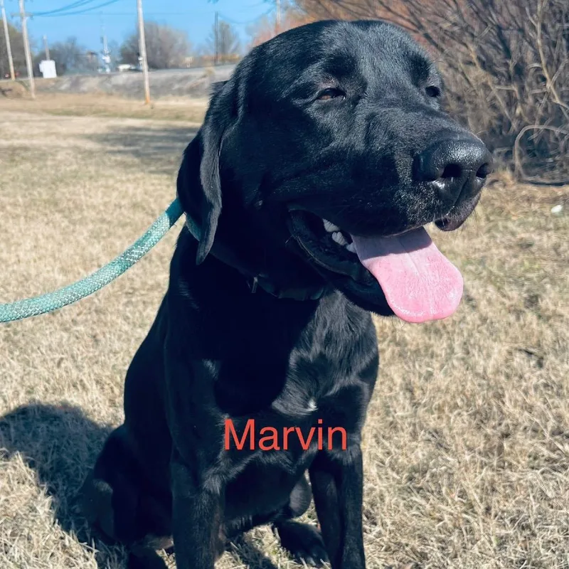 Marvin thumbnail 5