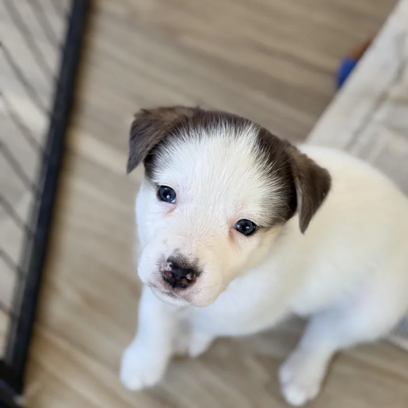 A baby medium-sized female Black Mixed Breed dog named Octavia for adoption in Columbia, MD
