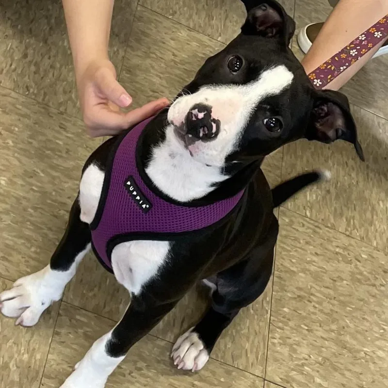 An adult medium-sized female Black Pit Bull Terrier dog named Paisley for adoption in Mooresville, IN