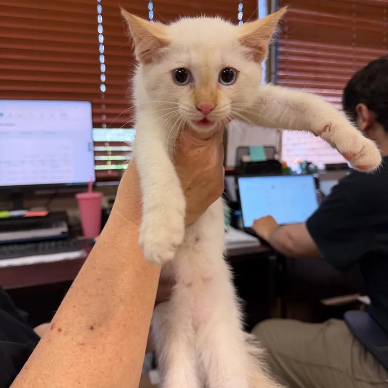 A baby small-sized female White Domestic Short Hair cat named Claudia for adoption in Birmingham, AL