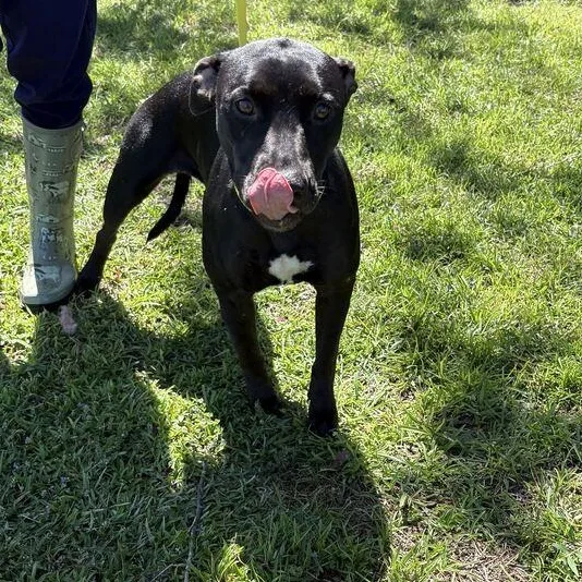 A young medium-sized female Black Pit Bull Terrier dog named Tulip for adoption in Valdosta, GA