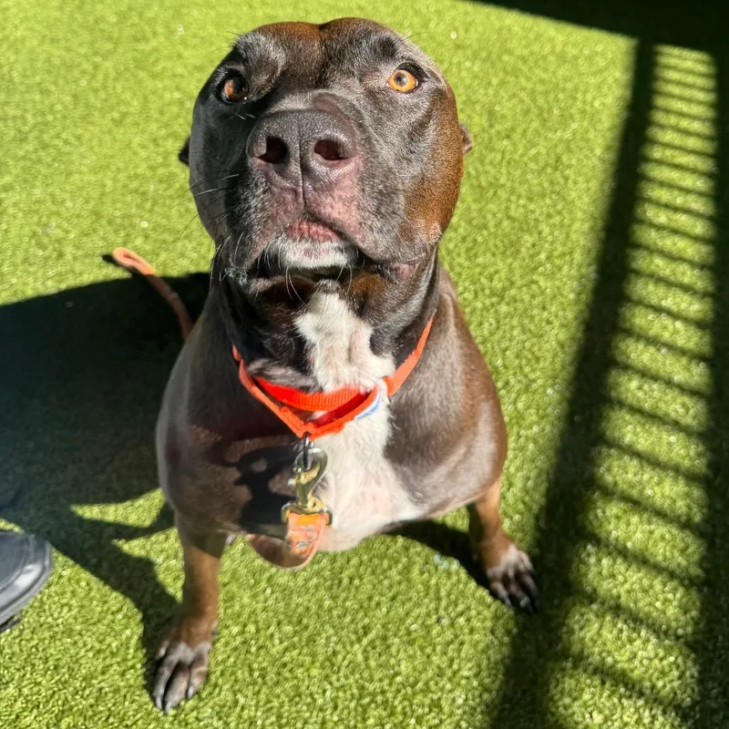 An adult large-sized male Brown / Chocolate English Bulldog dog named Max for adoption in West Palm Beach, FL