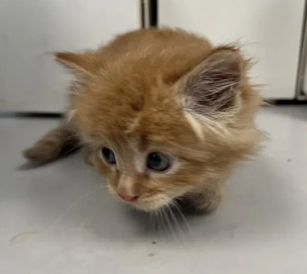 A baby small-sized male Domestic Medium Hair cat named Colby for adoption in Salt Lake City, UT