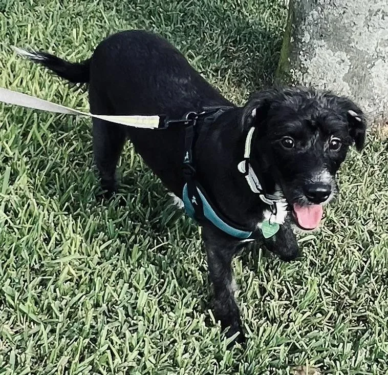 A young medium-sized female Miniature Poodle dog named Pixie for adoption in Fort Myers, FL