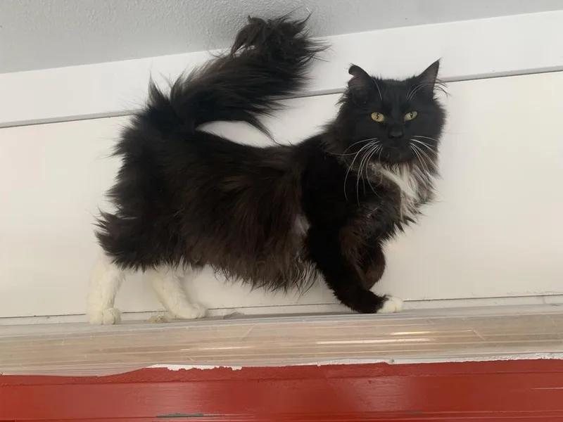 A young medium-sized male Black & White / Tuxedo Domestic Short Hair cat named Dice for adoption in Salmon, ID