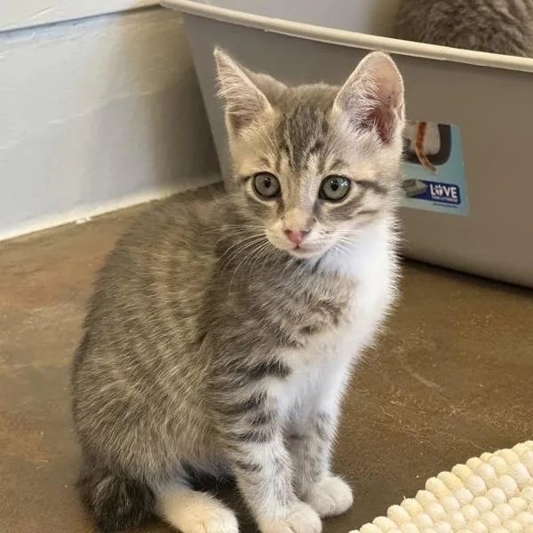 A baby small-sized female Domestic Medium Hair cat named Monet for adoption in Walnut Creek, CA