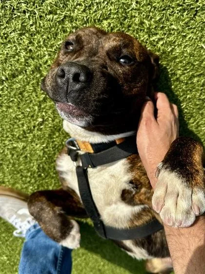 Squirrel Wrangler thumbnail 2